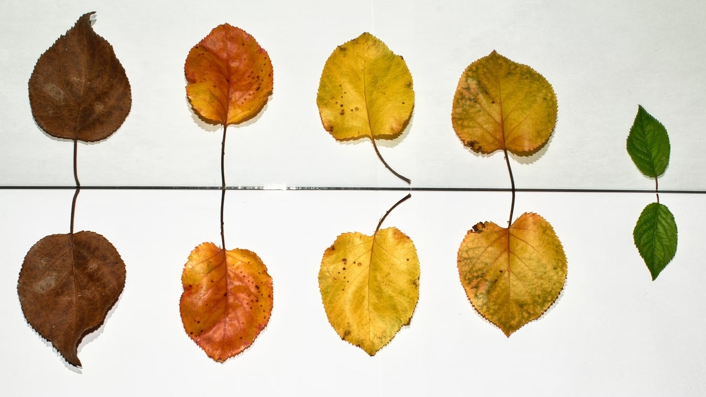 Feuilles d’automne alignées sur un fil, du brun au jaune, et une feuille verte